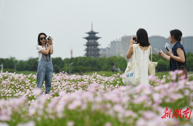 走进湿地 徜徉花海