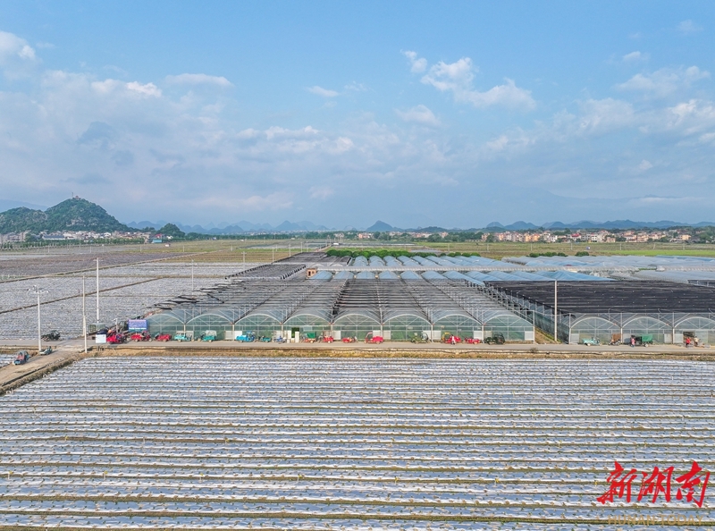 蔬菜基地如畫卷