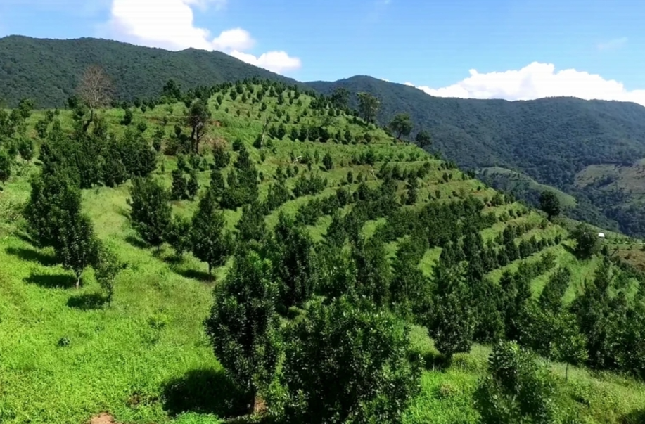 我国首个林草行业大模型研发成功