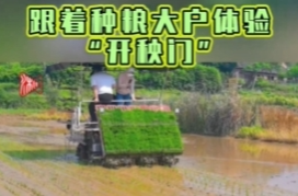 双清区：春耕“铁军”显身手 千亩早稻