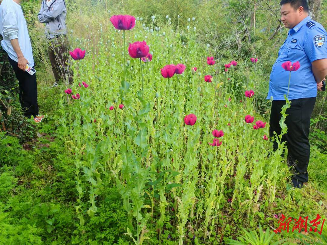 芷江公安鏟除罌粟原植物953株 