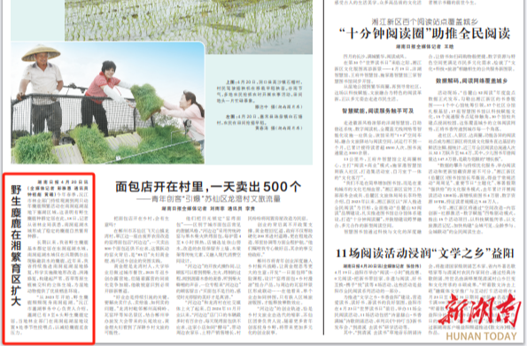 野生麋鹿在湘繁育區(qū)擴(kuò)大|湖南日報(bào)