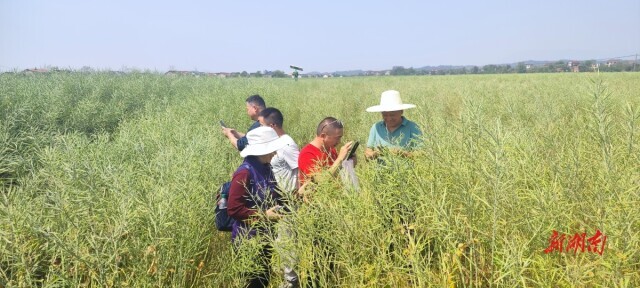 油菜遭遇小菜蛾危害，湖南省昆虫学会专家支招