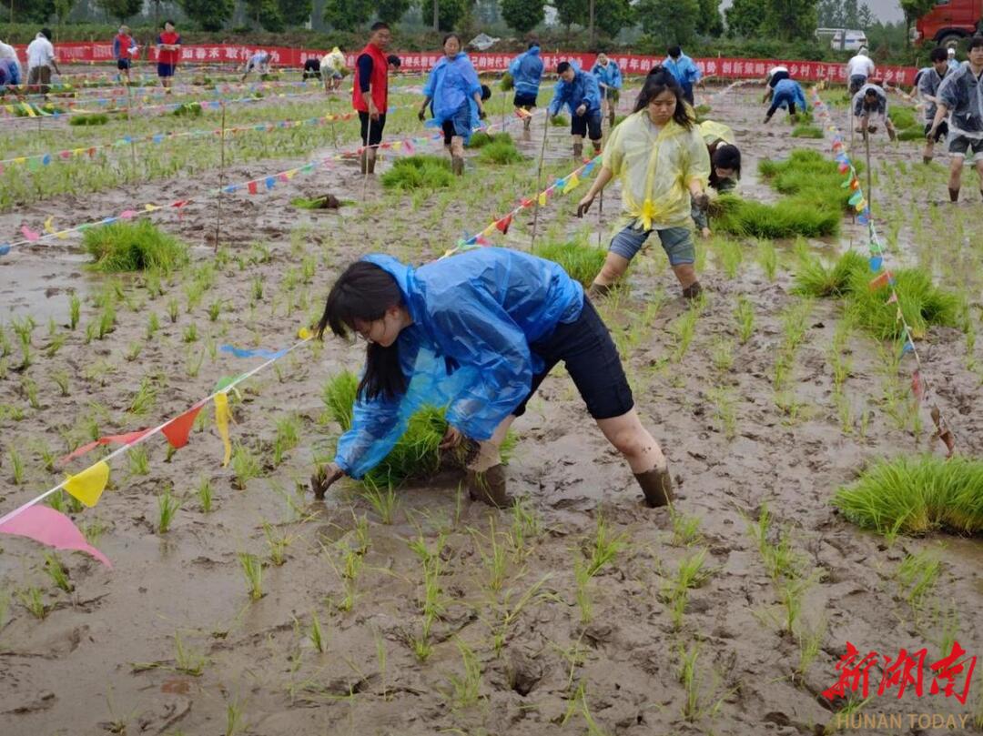 谁是插秧王？大通湖区300余青年干部比插秧，庆“五一”迎“五四”！