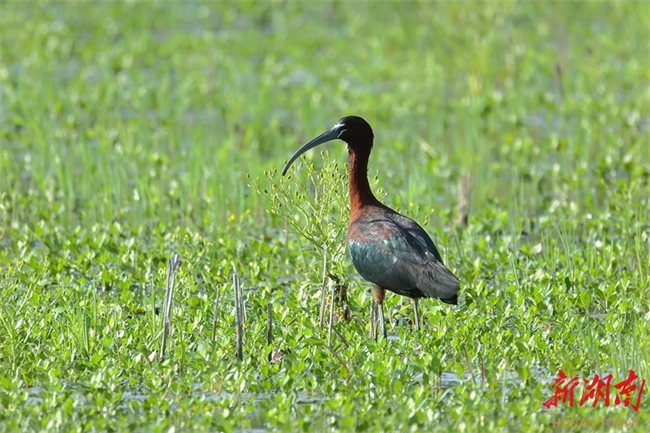 Wild Glossy Ibis Detected in Xiangxi for First Time
