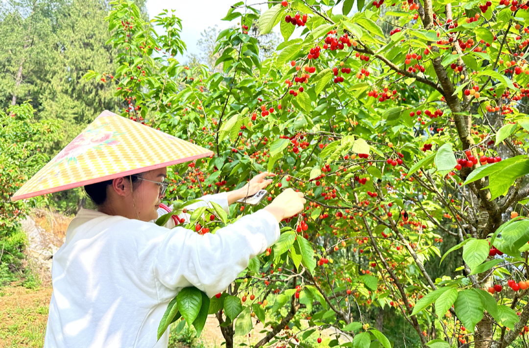 龙山县哪咱村：樱桃园红果满枝 甜蜜丰收引客来