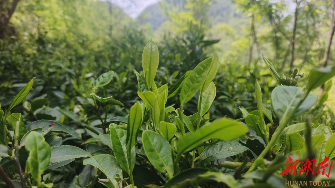 美文欣赏丨茶山大隐廖家村
