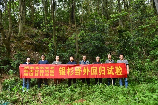 “一級國寶”銀杉可望恢復性增長