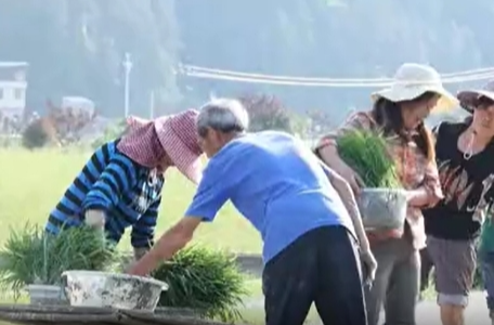 一种两收！隆回县再生稻插秧忙