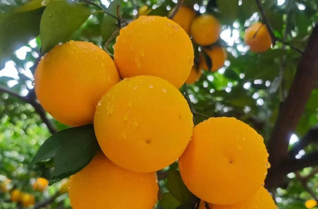 Mayang Sweet Oranges Exported to Malaysia for First Time
