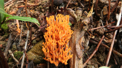 神奇生物在哪里丨形似珊瑚、色似黄金！湖南郴州八面山发现新物种“金色暗锁瑚菌”