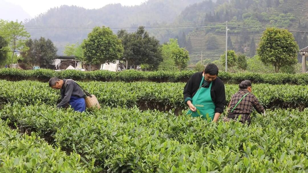 宜章县：谷雨时节 春茶飘香
