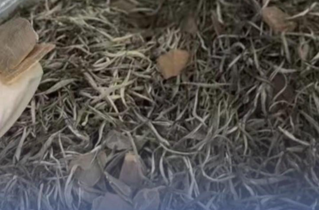 昆明海關查獲夾藏在茶葉中的穿山甲鱗片511.91克