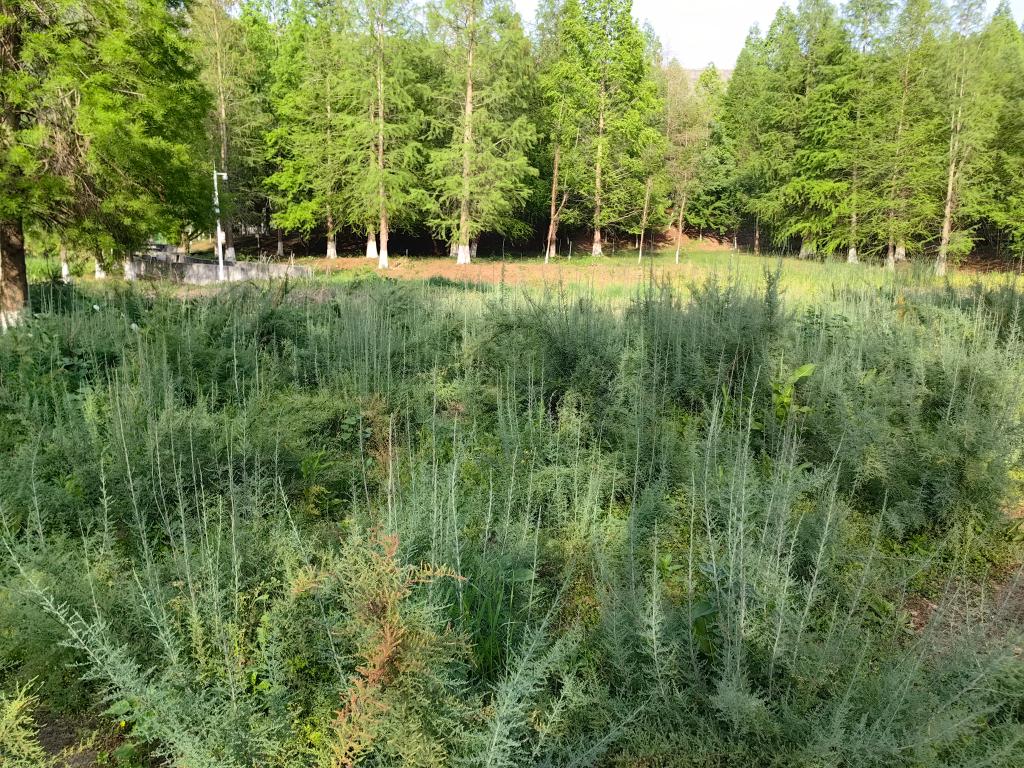 中国建成长江流域特有珍稀植物保育基地