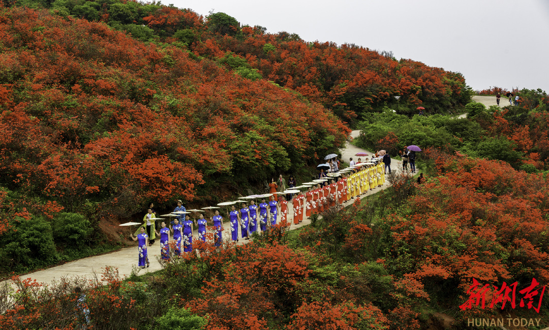 五一“湘”去哪儿⑧｜杜鹃花海中还有机器人?阳明山“和”文化生态旅游节邀你玩“花样”