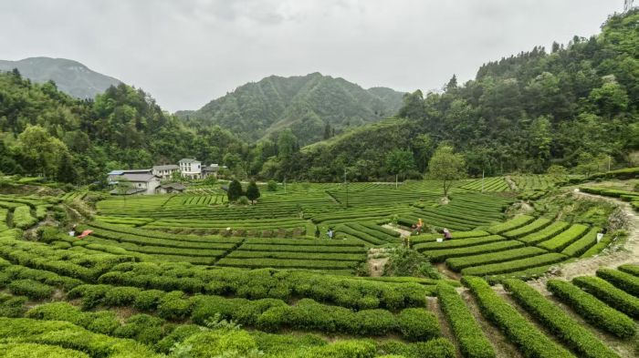 云雾深处茶飘香——慈利三合镇茶文化的传承与嬗变