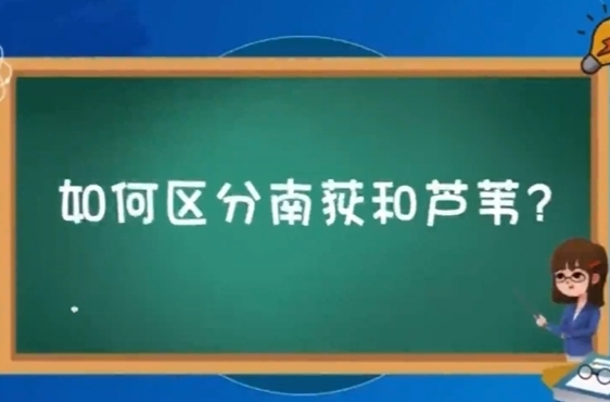 ​湘鄂行·一苇绿千年① | 你所认识的“芦苇”，可能不是芦苇？