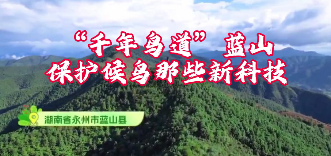 视频丨一起来看看蓝山护鸟新科技