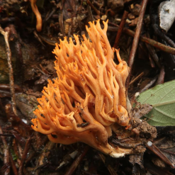 神奇生物在哪里丨形似珊瑚、色似黄金！湖南郴州八面山发现新物种“金色暗锁瑚菌”