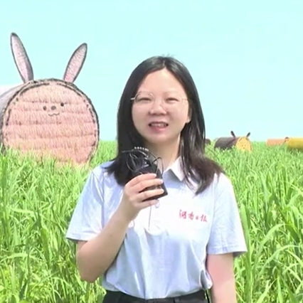 湘鄂行·一苇绿千年③ | 芦苇地里，长出“迪士尼”乐园