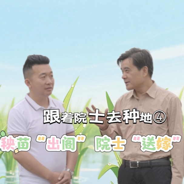 跟着院士去种地④｜秧苗“出阁” 院士“送嫁”