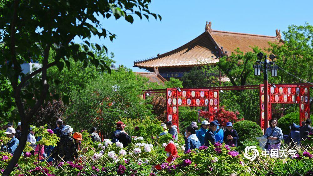 北京景山公园流苏与牡丹同开 一半仙气一半华贵