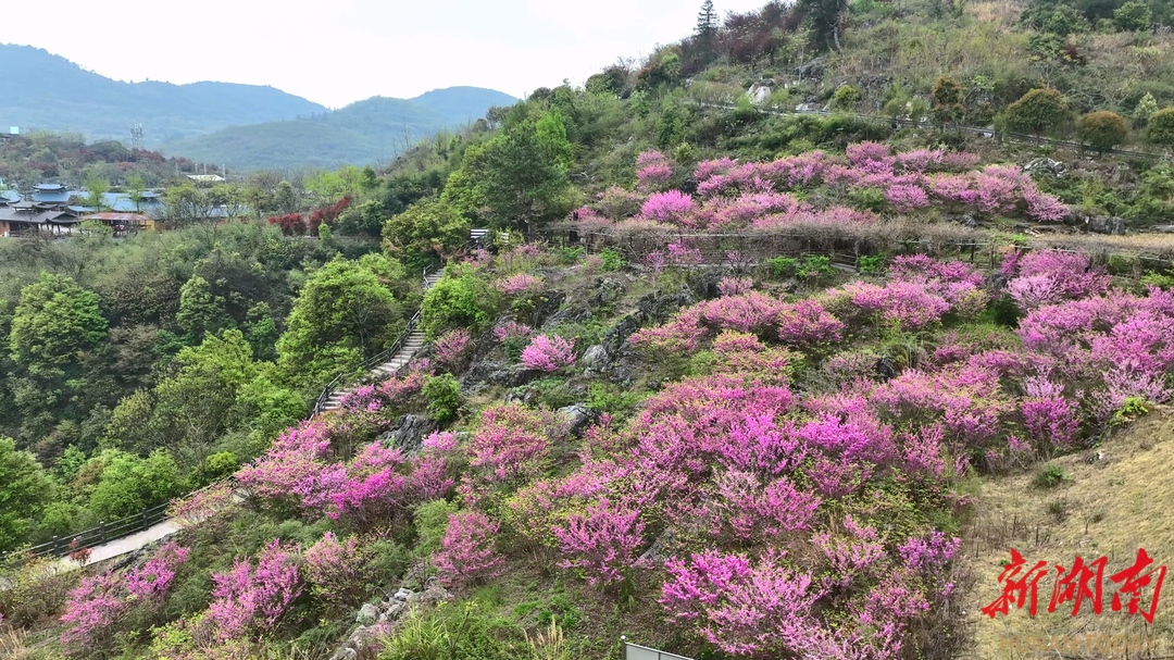 【福地懷化?浪漫季｜大美懷化】  鶴城區(qū)：800米高山崖壁 紫荊花開燦若云霞