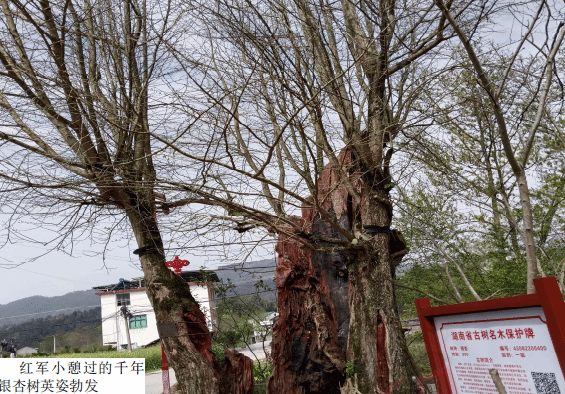 支部建在产业链 群众富在产业链 ——桑植县刘家坪白族乡犀牛村党建工作纪实