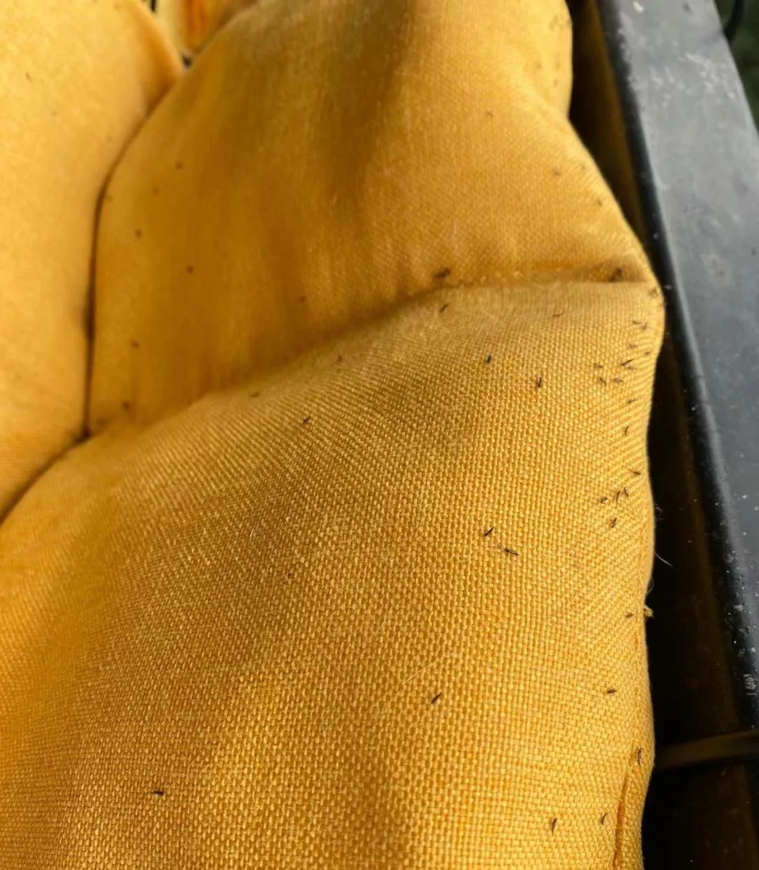 紧急提醒！最近不要穿这种颜色的衣服出门！ 