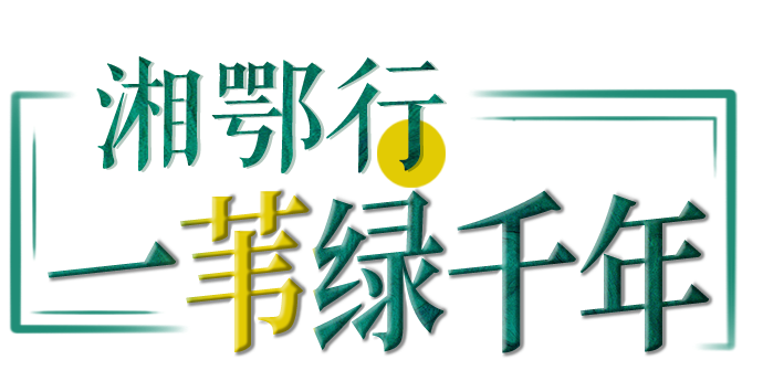 湘鄂行·一苇绿千年