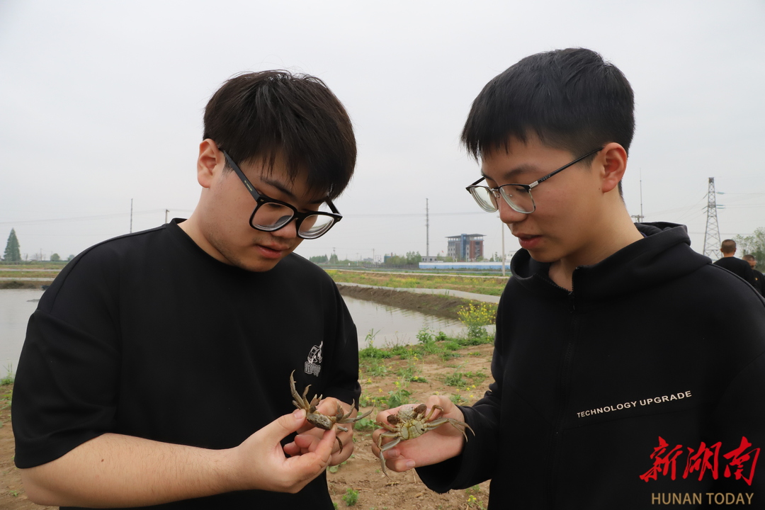 “00 后”上海大学生在大通湖蟹塘里上实践课