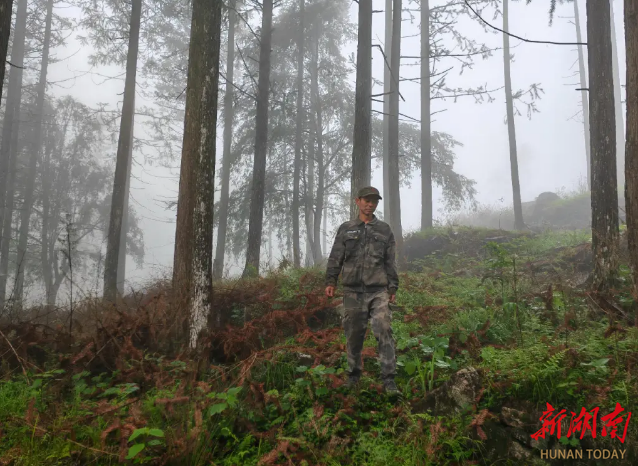 深山守護(hù)者：張育林與桃源洞國有林場的32年堅守