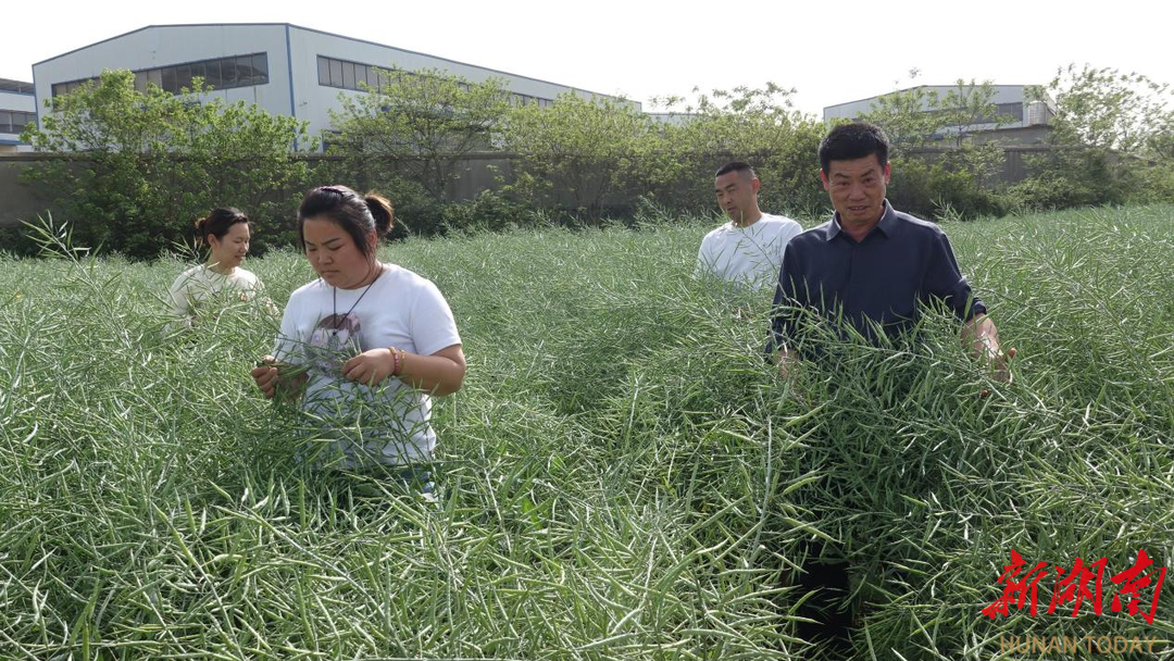 既是村支书又是种粮大户 一肩挑出村民增收路