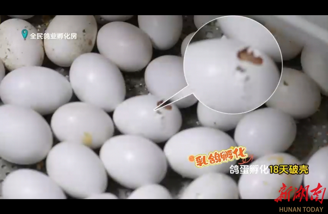 从破壳到上桌：一只乳鸽的28天！