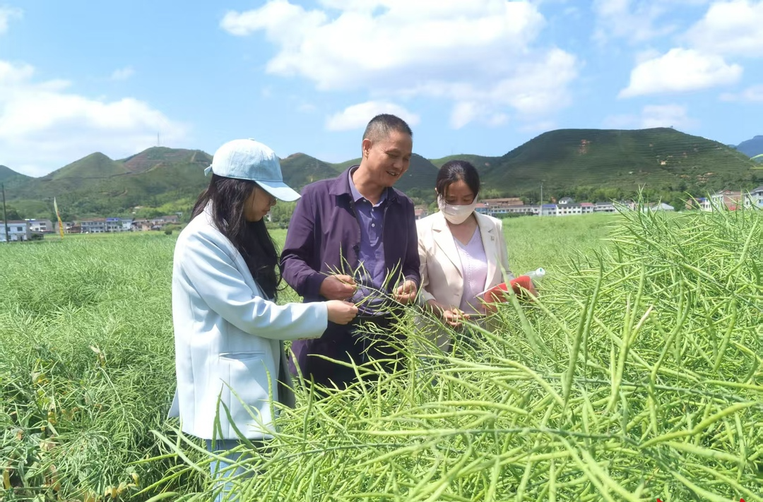 醴陵組織大戶觀摩油菜示范基地