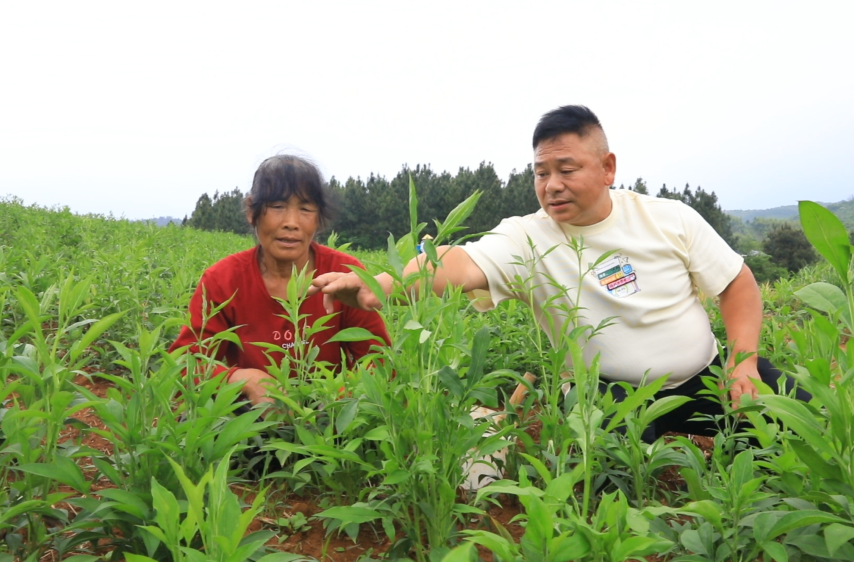 江永：林下種藥有點“甜”@湖南日報