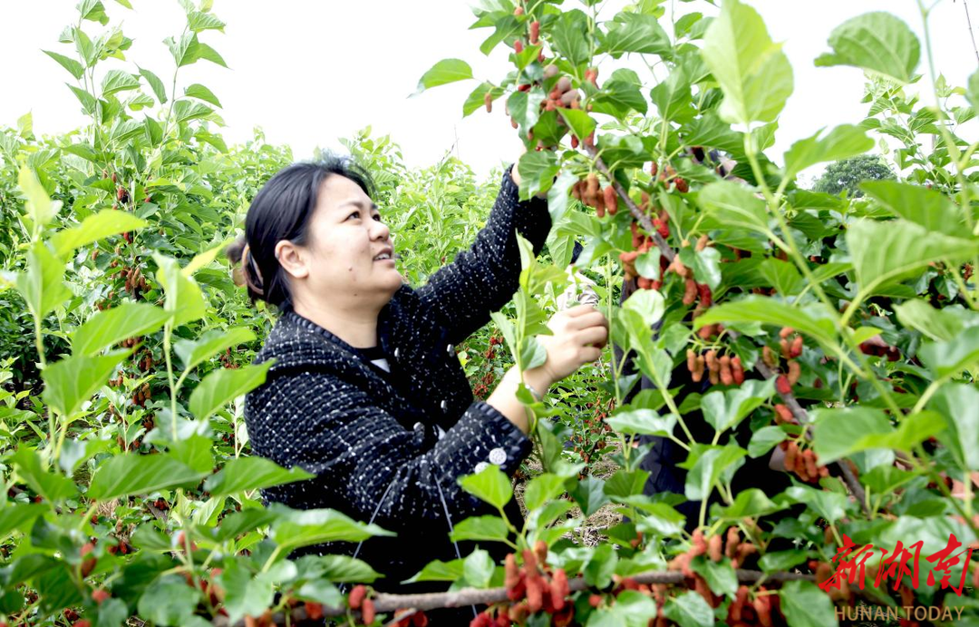 蒸湘区：桑葚飘香引客来