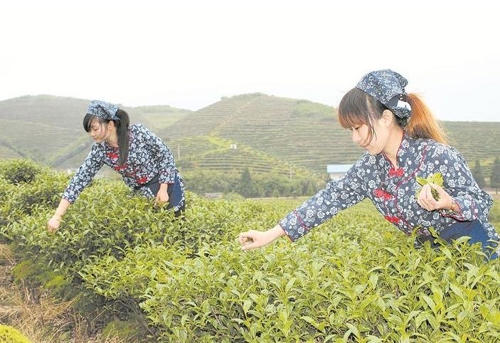 炎陵青石岡國有林場獲批全省首批“湘林碳票”