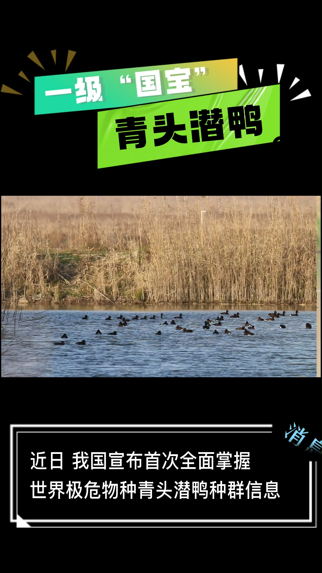 候鸟变留鸟 ​洞庭湖成青头潜鸭重要栖息地