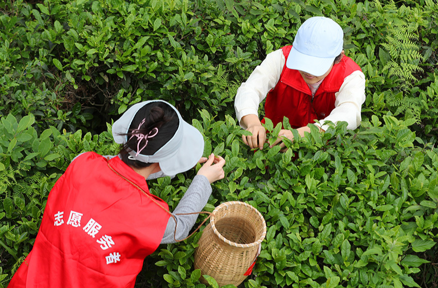 劳动课堂进茶山