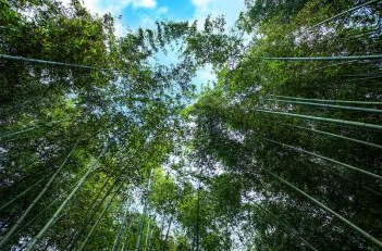 湖南签发首批“湘林碳票” 可用于交易、抵（质）押、融资、抵消碳排放等