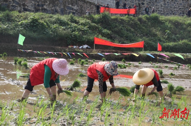 娄星区大科街道举行插秧比赛
