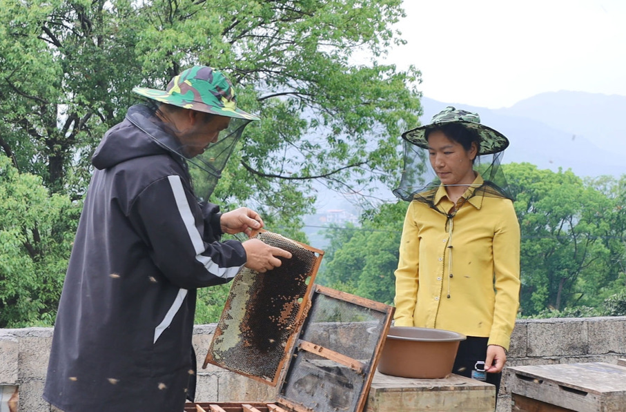 新宁：脐橙花开引蜂来，甜蜜事业促增收