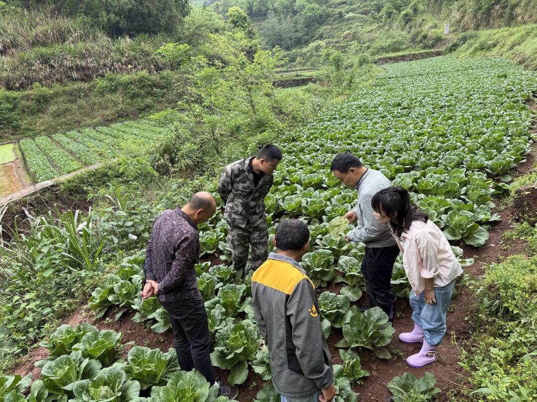 吉首这个镇发放24.6吨粮种护航春耕