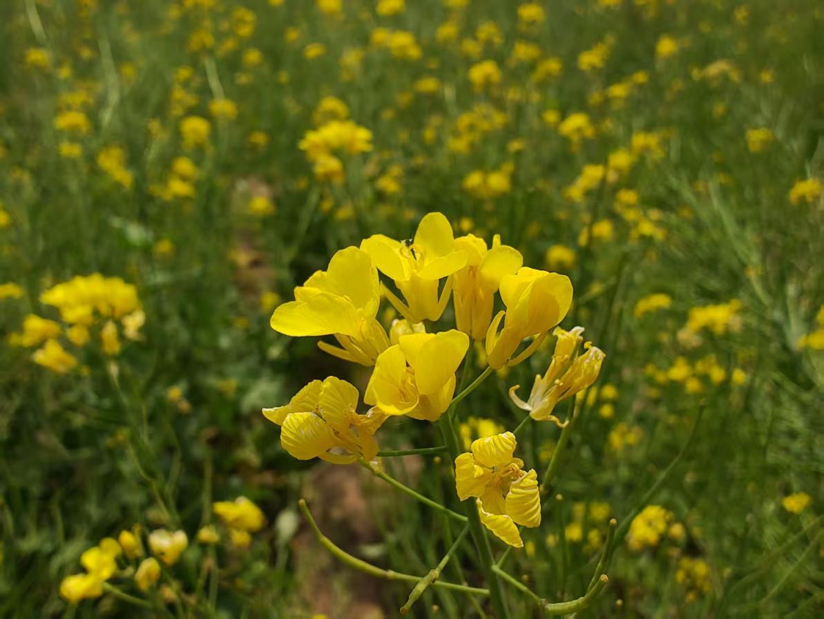 一眼就“沦陷”！在永定公园与油菜花海撞个满怀