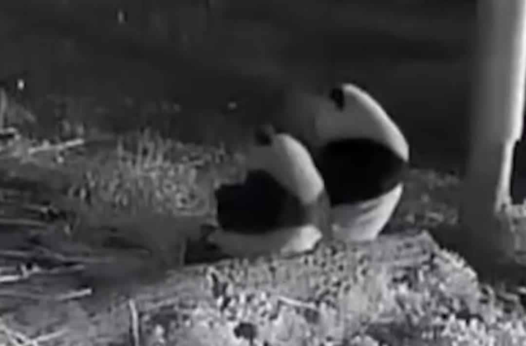 大熊猫半夜不睡觉排排坐吃夜宵，上演熊猫版“怀民亦未寝”