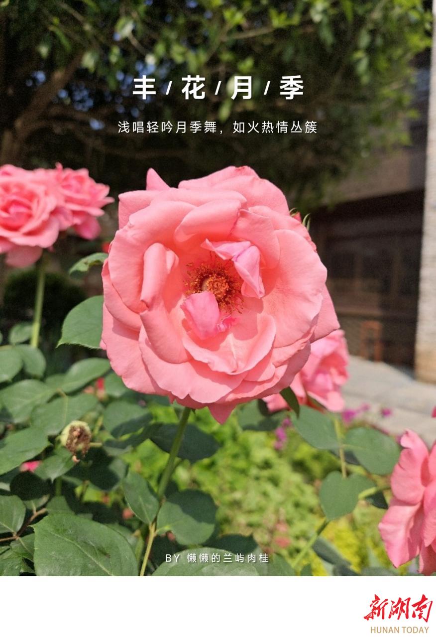 “益”味寻踪③|来明清古巷，邂逅一墙墙会写诗的花朵、认领一堂堂行走的春日花语课~~~
