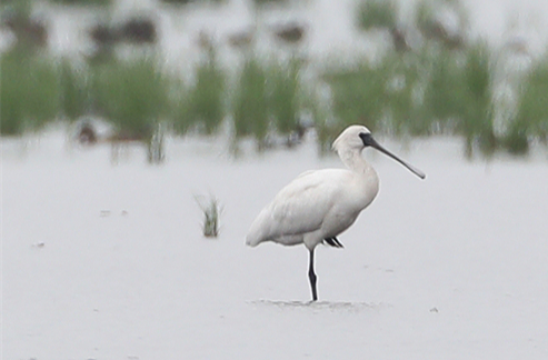 Globally Endangered Black-faced Spoonbills Appear in South Dongting Lake