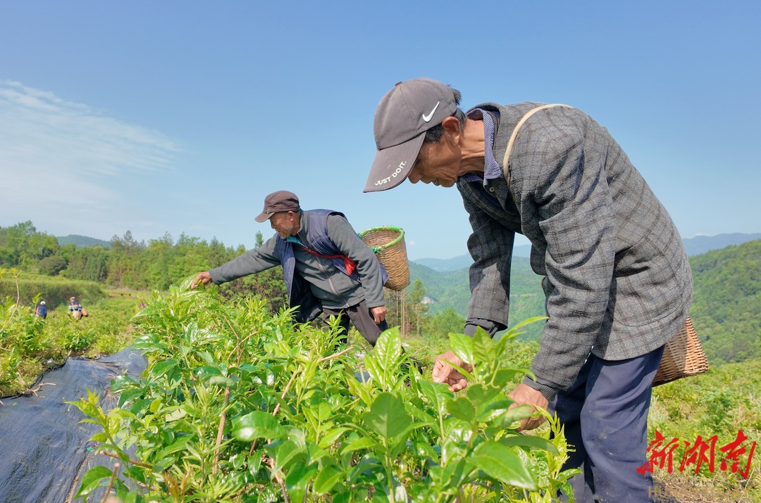 莓茶采摘供应“五一”市场