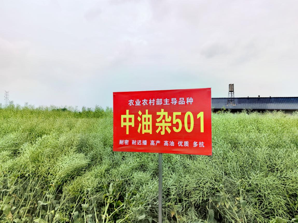 产油量占半壁江山！我国油菜年种植面积达1.17亿亩